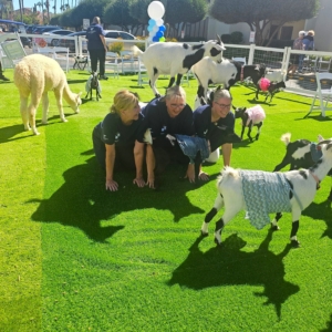 Goat Yoga at Westminster Village
