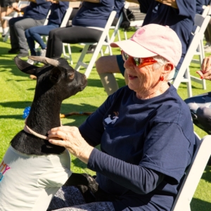 Goat Yoga at Westminster Village