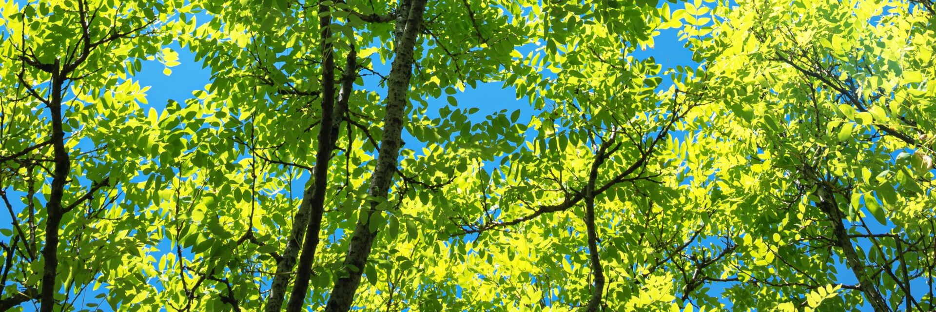 Trees
